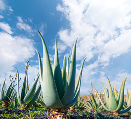 aloe vera succulent plantations for the production of medicinal products