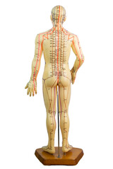 Back view of Medical acupuncture model of human isolated on white background