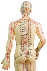 Back view of Medical acupuncture model of human isolated on white background - obrazy, fototapety, plakaty