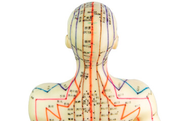 Back of a medical acupuncture model of human viewing from top isolated on white background