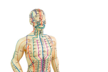 Front view of a medical acupuncture model of human isolated on white background