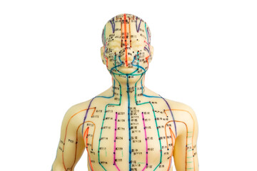 Front view of a medical acupuncture model of human isolated on white background - obrazy, fototapety, plakaty