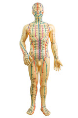 Whole front view of a medical acupuncture model of human isolated on white background