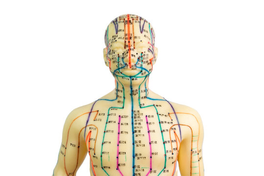 Front view of a medical acupuncture model of human isolated on white background