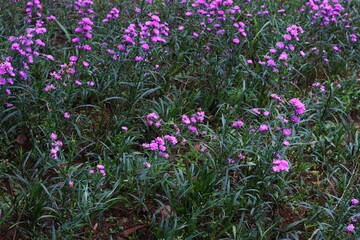Obraz premium Purple flowers in garden