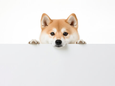 柴犬。ペット関連のお知らせやイベントイメージ。生成AI