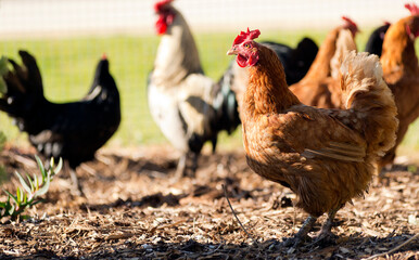 Free range chickens roam the yard on a small farm - obrazy, fototapety, plakaty