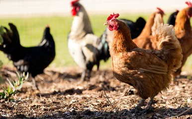 Foto op Plexiglas Free range chickens roam the yard on a small farm © THP Creative