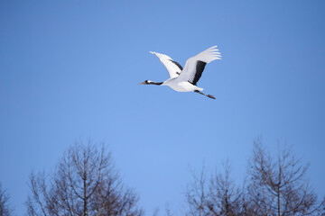 北海道のタンチョウ