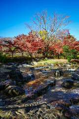 水辺の紅葉（東京都府中市）