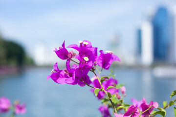 flowers in the garden