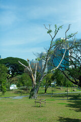 tree in the park