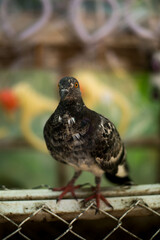 pigeon on the ground