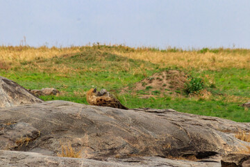 Spotted hyena (Crocuta crocuta), also known as the laughing hyena, in Serengeti National park in Tanzania