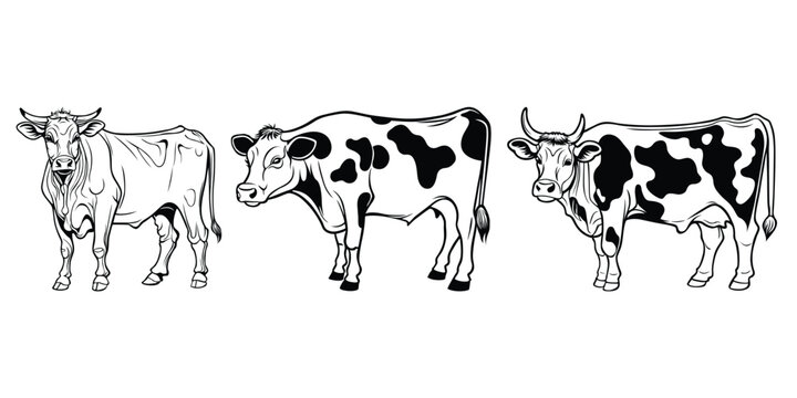 Hand-drawn, flat, vector cow outline design