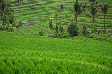 Scenic view of beautiful rice fields in Indonesia