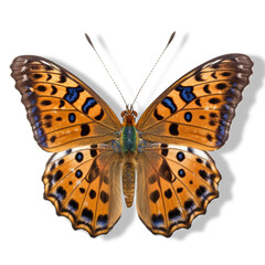 Close-Up of Colorful Butterfly Wings Against a Clean transparent background png
