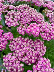 pink hydrangea flowers