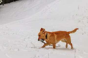 Cute labrador retriever dog playing with stick in white snow