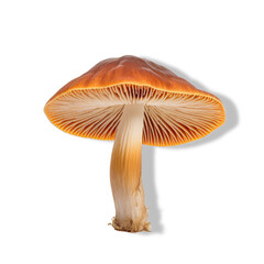 A Macro Shot of a Mushroom Revealing Intricate Details on a Clean transparent background png