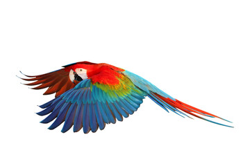 Colorful of Ruby Macaw flying isolated on transparent background png file