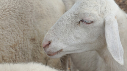 white goat with thick hair