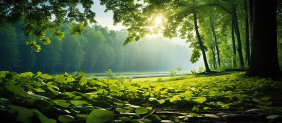 The summer sunlight gently filters through the lush green leaves of the towering trees creating a beautiful texture in the background of the spring landscape making it a perfect wallpaper fo