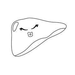 anatomy of the human body