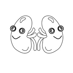 anatomy of the human body