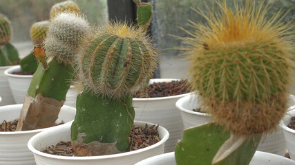 Cactus plants as ornamental plants beautify the room