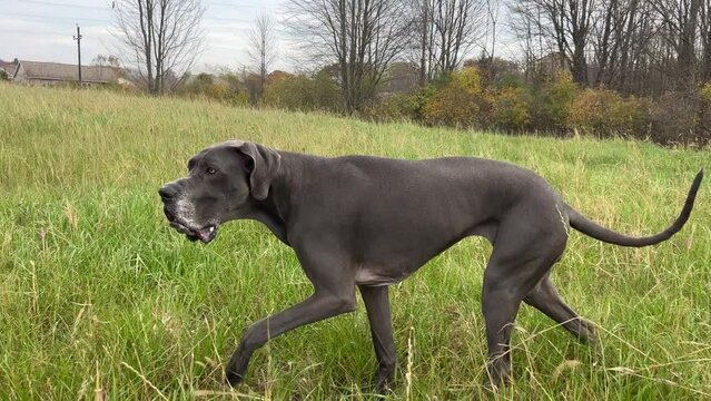 Majestic Great Dane Strolling Through a Sea of Tall Grass