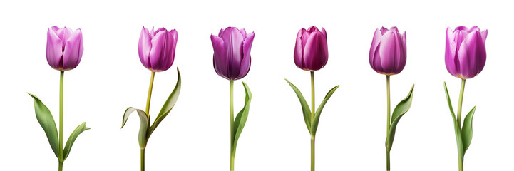 Purple tulip flower collection isolated on a transparent background - obrazy, fototapety, plakaty