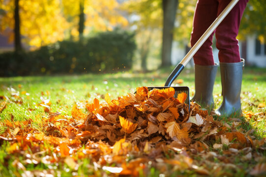 The photoshoot of a person is using the stainless garden rake to sweep and clean orange and brown autumn leaves in the garden. Generative AI.
