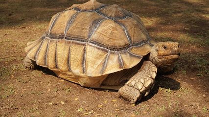 A large brown turtle walks on the ground