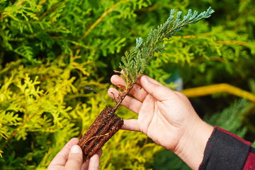 A fresh plant seedling in the hands of a gardener