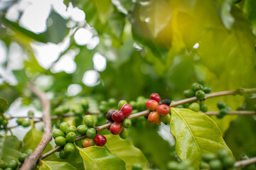 Coffee tree with fresh arabica coffee bean in coffee plantation in the mountain. Trees on an organic coffee farm. Red cherry bean arabica.