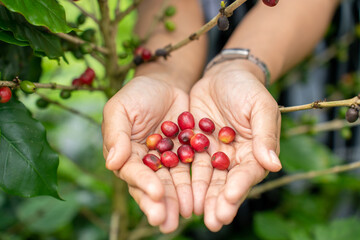 Red coffee beans in Asian woman farmer hand. Hands harvest cherry coffee bean ripe Red berries...