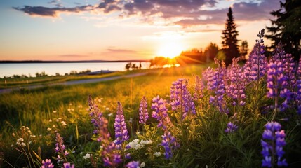 Naklejka premium sunset over the lake with purple lupine flowers in summer
