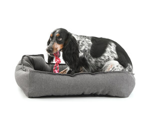 Cute cocker spaniel dog with toy lying in pet bed on white background