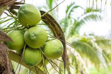 Coconut Tree at Coconut Farm. Fresh Coconut for drinking and refreshing.