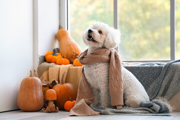 Cute little dog in scarf with pumpkins, mushrooms, autumn leaves and plaid sitting near window....