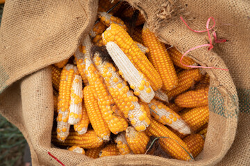 Corn cobs in burlap sack left at the field corn farm. Dry Corn field Plant  Agriculture Farming and...