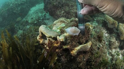 A scuba diver taking measurement and data collection on a Sea Snail Cowry underwater. Marine citizen science research
