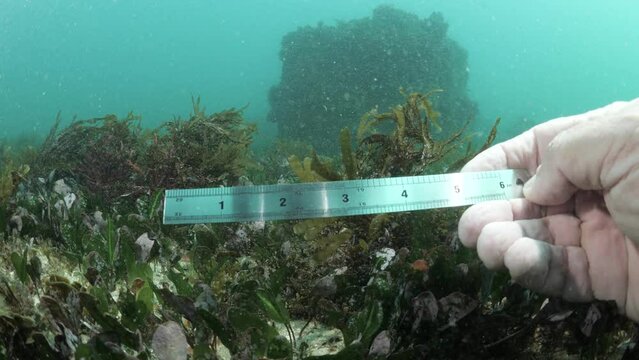 Underwater measurement and data collection on ocean seagrass and coral. Marine citizen science research