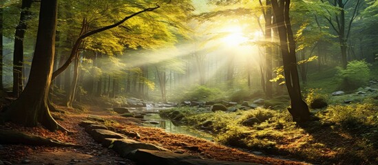 Fototapeta na wymiar Traveling through the scenic landscape I watched the golden rays of the sunrise dance through the forest creating a mesmerizing interplay of light and shadow on the vibrant green leaves as 