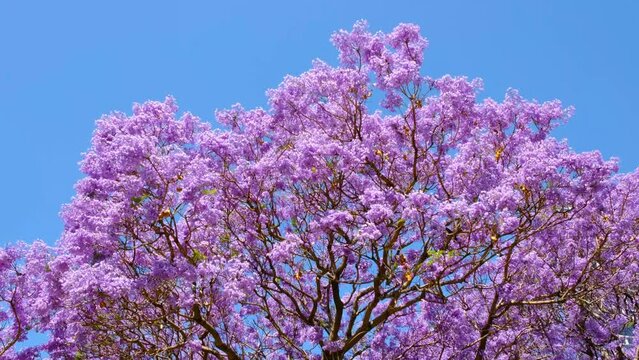 Blooming Jacaranda tree branches with purple flowers.