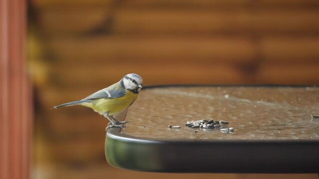 Eurasian nuthatch scare away blue tit and then drops sunflower.