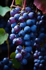 A Cluster of Sweet grapes in a vineyard
