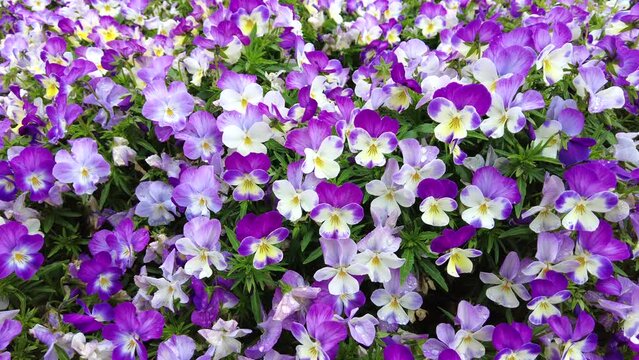 Pan shot of pansy / viola flower garden. 4K