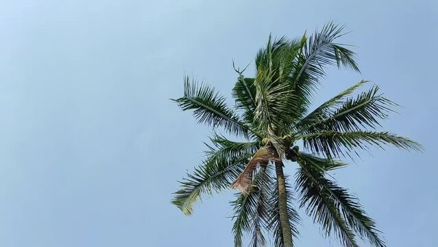 Negative space view of coconut trees being blown by strong winds during a blue sky